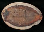 Australosomus Fossil Fish From Madagascar - Triassic #16742-1